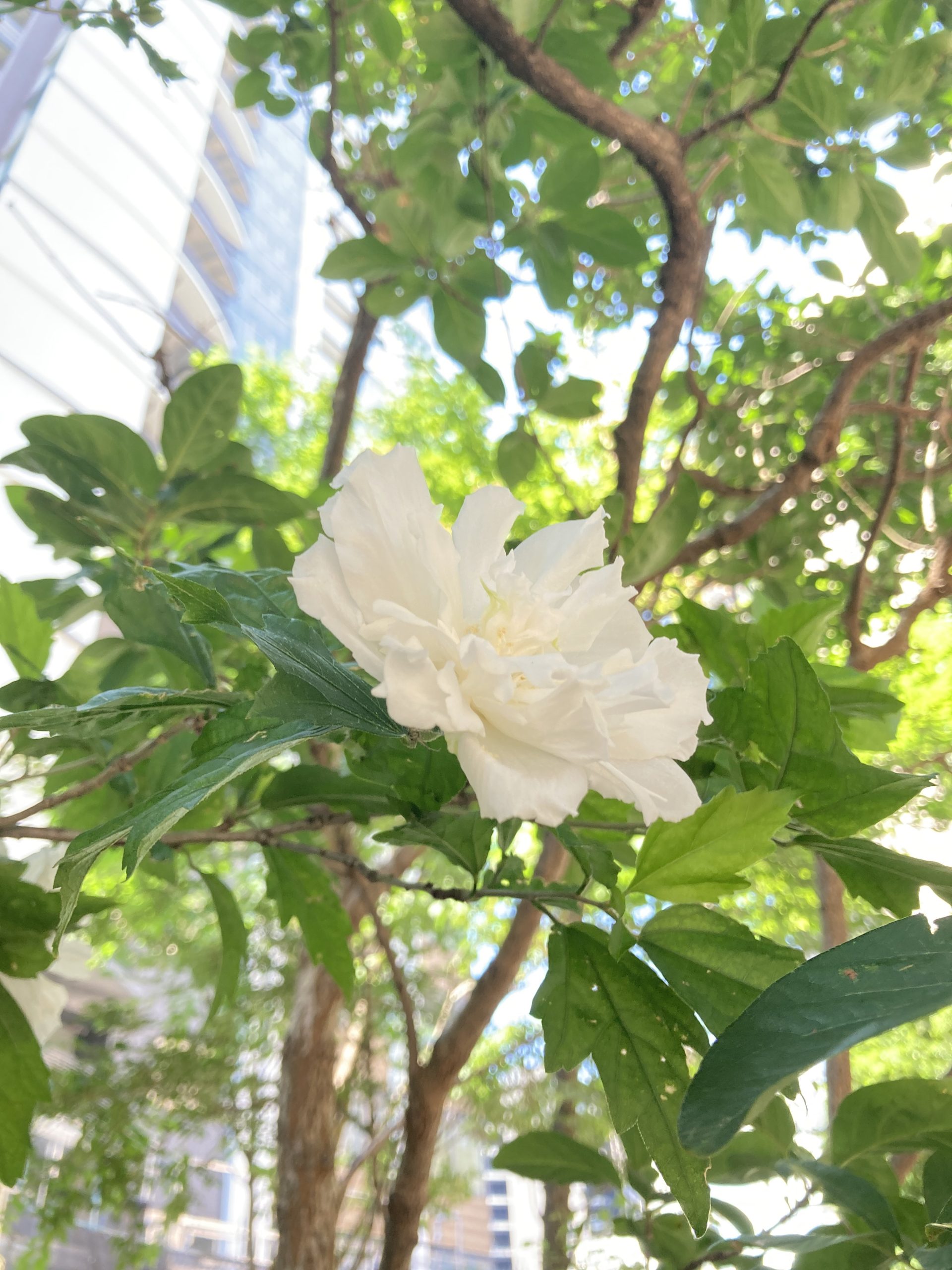 白いむくげの花。
